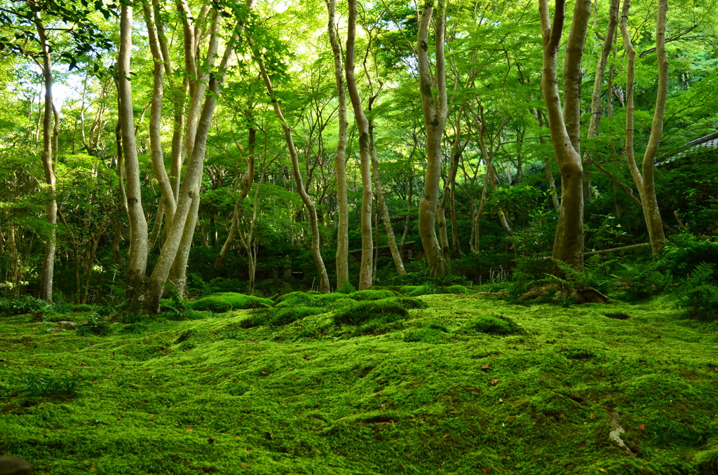 山深き苔