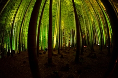 竹林の印象　「影」