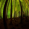 竹林の印象　「影」