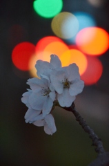 sakura