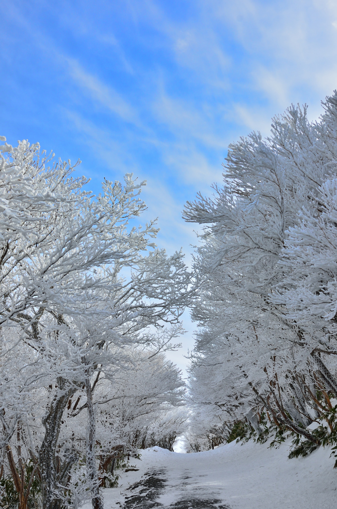 雪の華