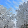 雪の華