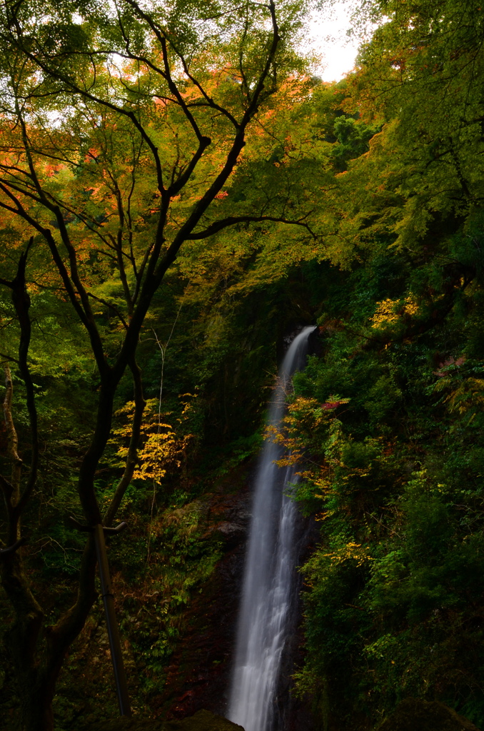 養老の滝