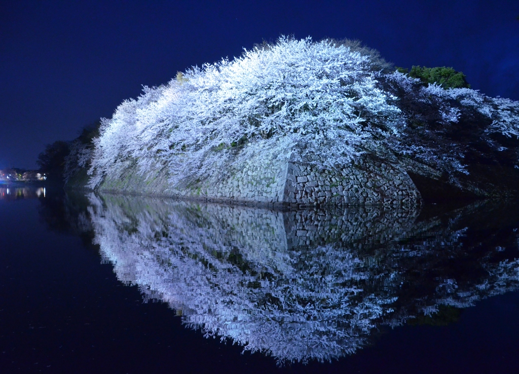 みなも桜