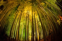 竹林の印象　「光」
