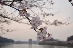 垂れ下がる桜