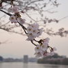 垂れ下がる桜