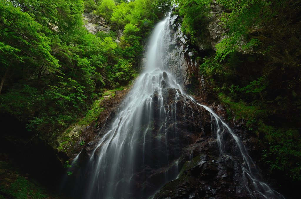 Dazzling　Green