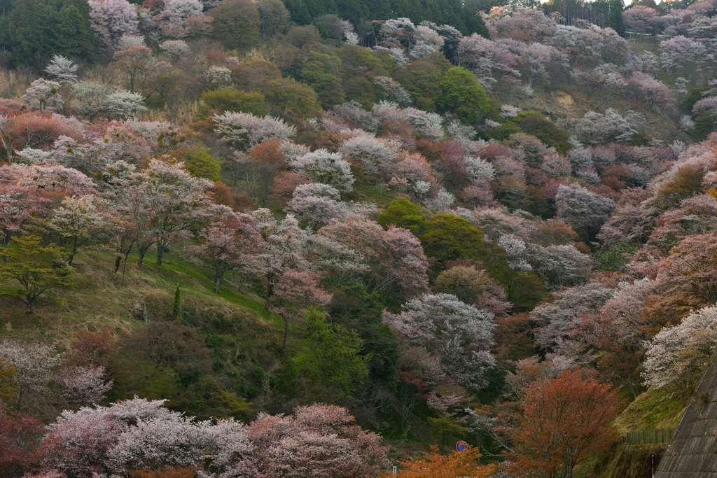 滝桜