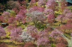 枝垂れ桜の郷