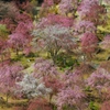 枝垂れ桜の郷