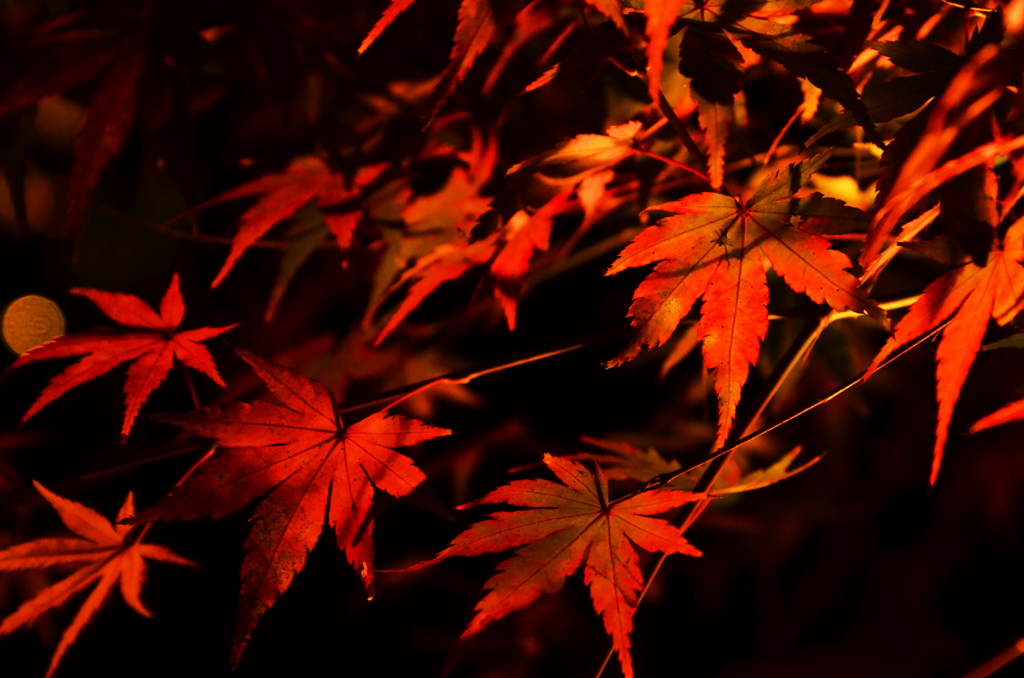 Dark Leaves