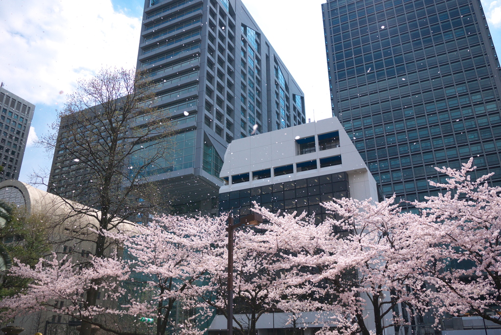 風に舞う桜