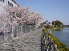 通勤途中の桜