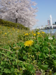 桜もいいですが2
