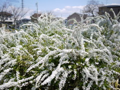 冬と春つなぐ雪柳