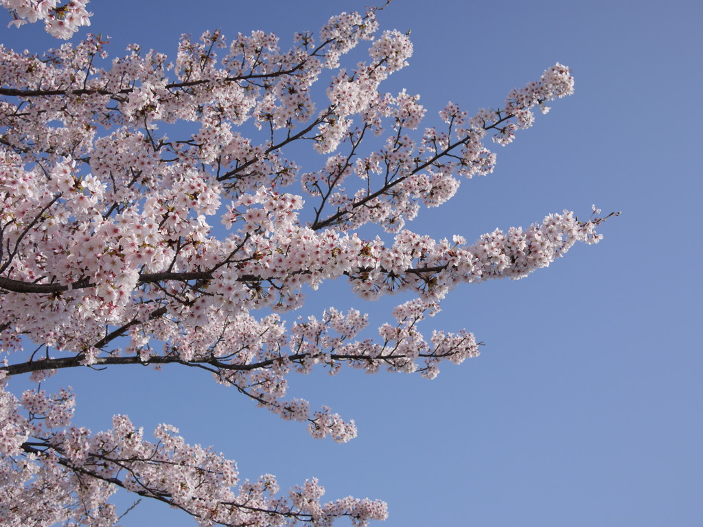 sakura