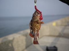 チキショー 釣られたぁ（カサゴ）