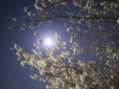 抱月