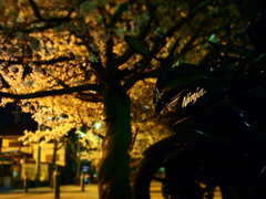 桜下の忍者