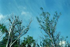 skyhigh