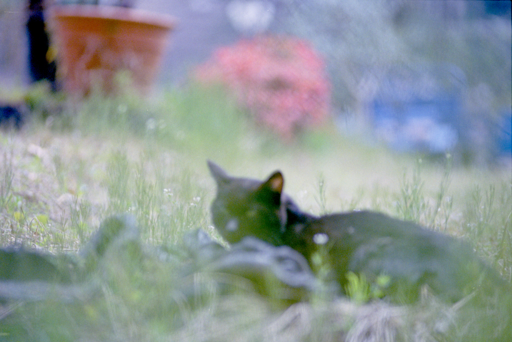 cat in the color