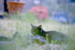 cat in the color