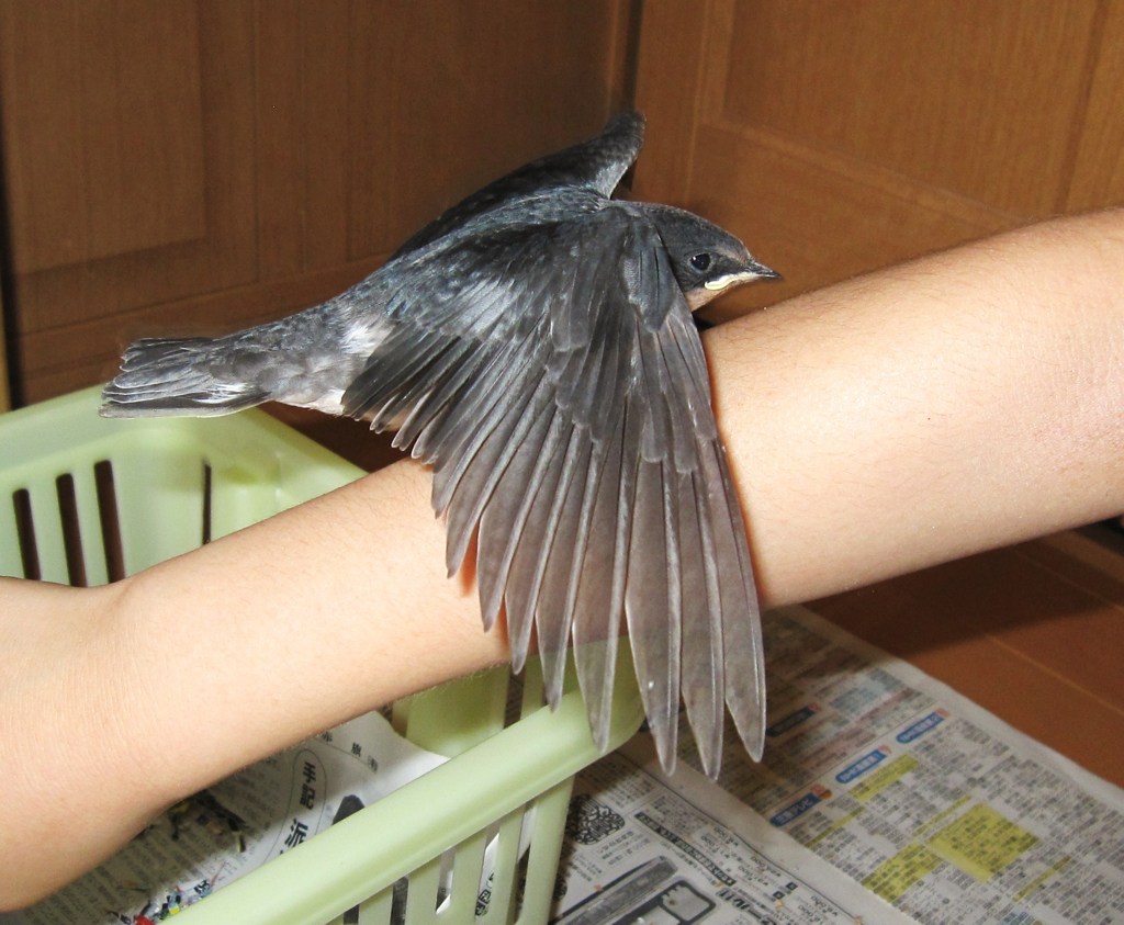 飛ぶ練習中