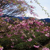 茶と桜