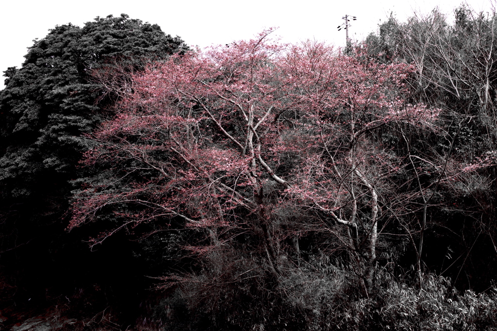 近場の桜