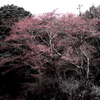 近場の桜