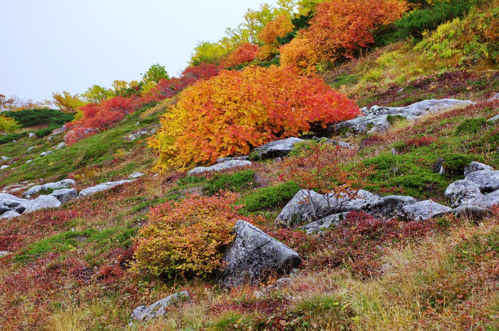 紅葉