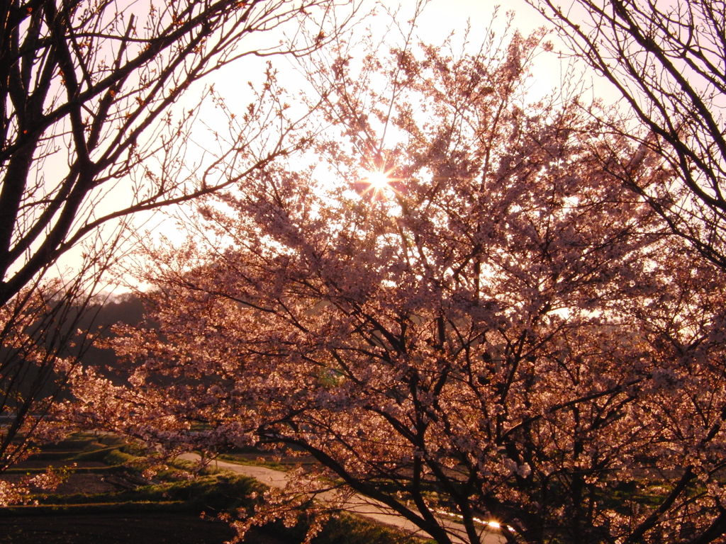 ダイヤモンド桜