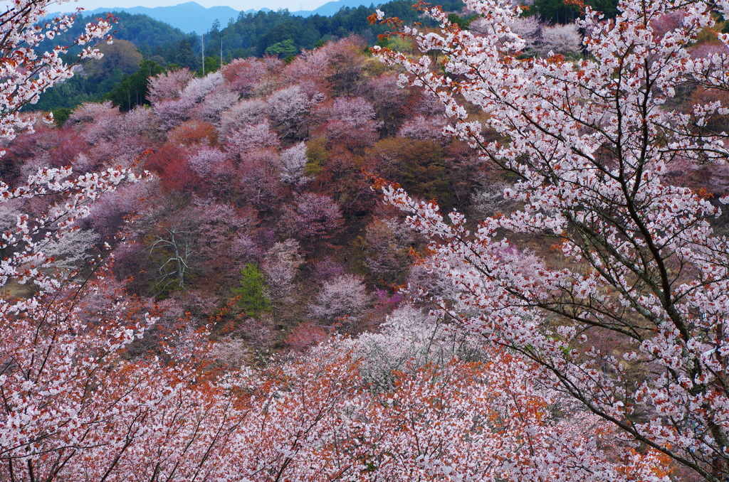 吉野