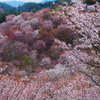 吉野
