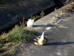 そんな猫たち