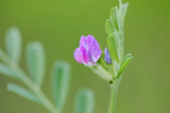 赤紫の花