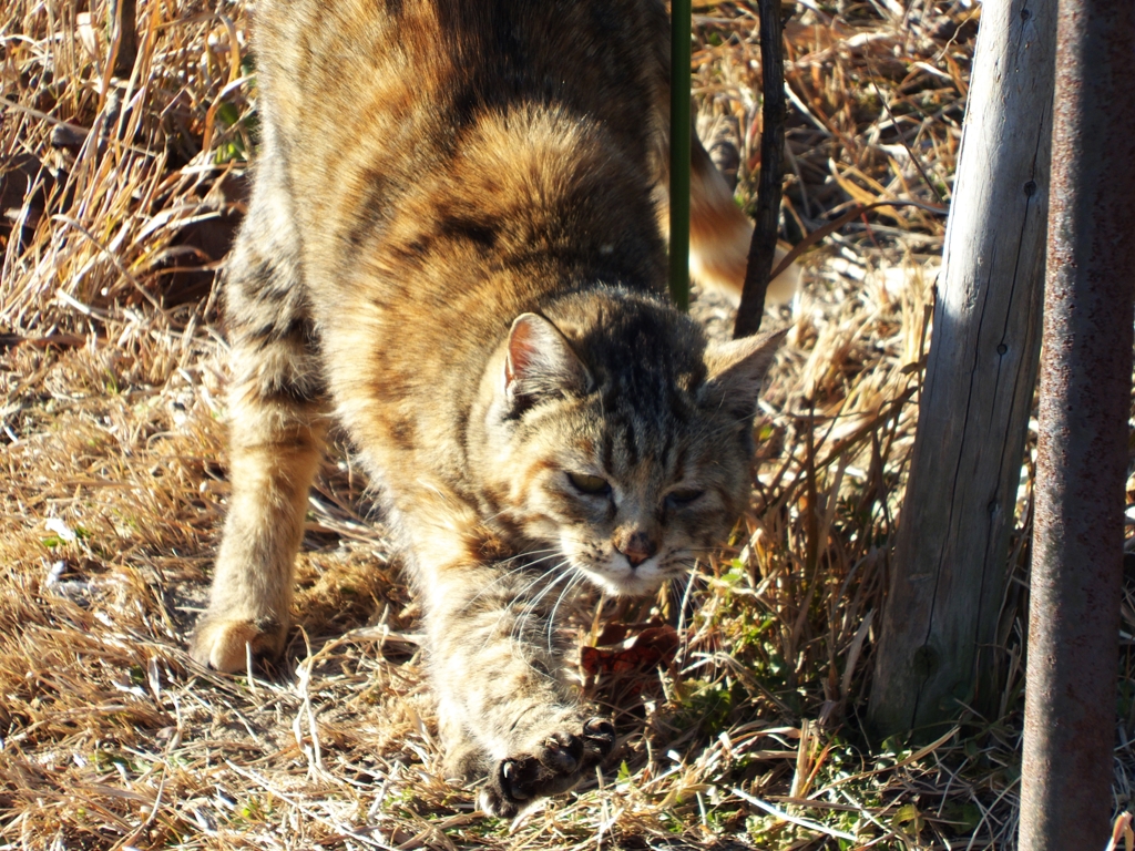 ニャビ、ニャビ