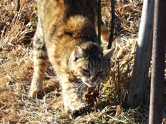 ニャビ、ニャビ