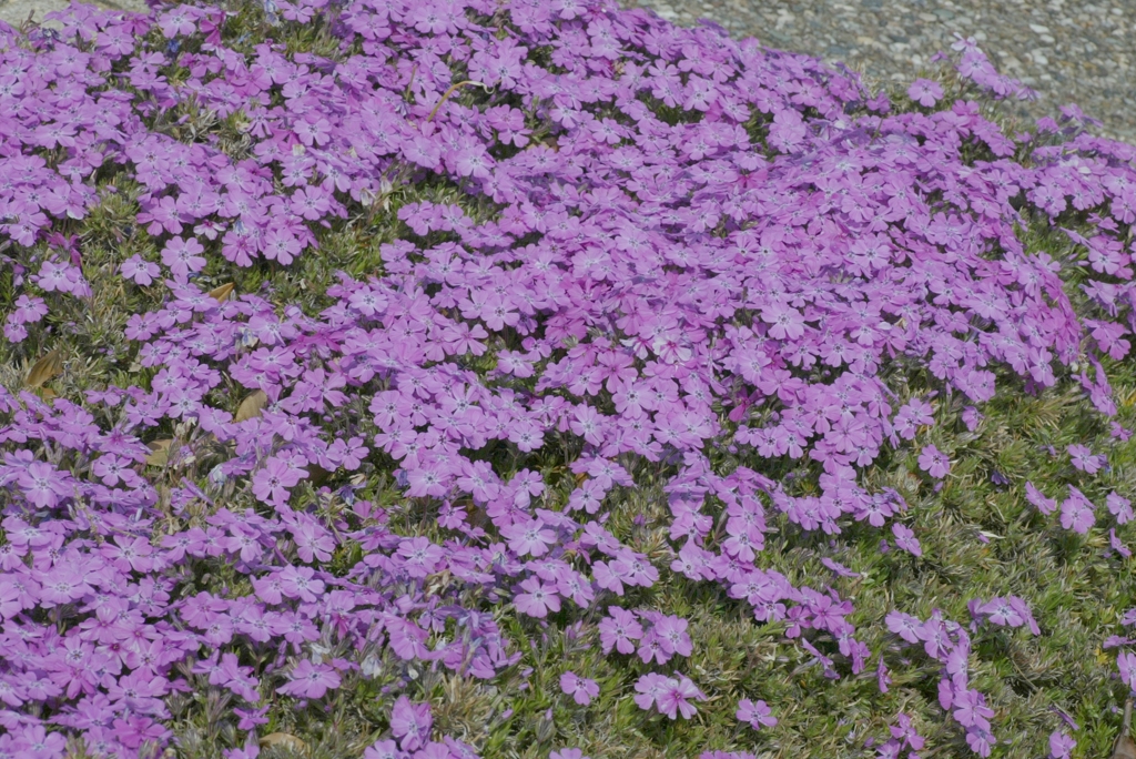 芝桜