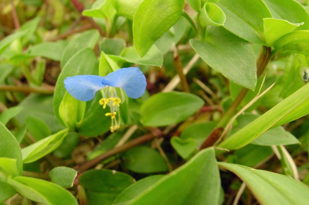 露草