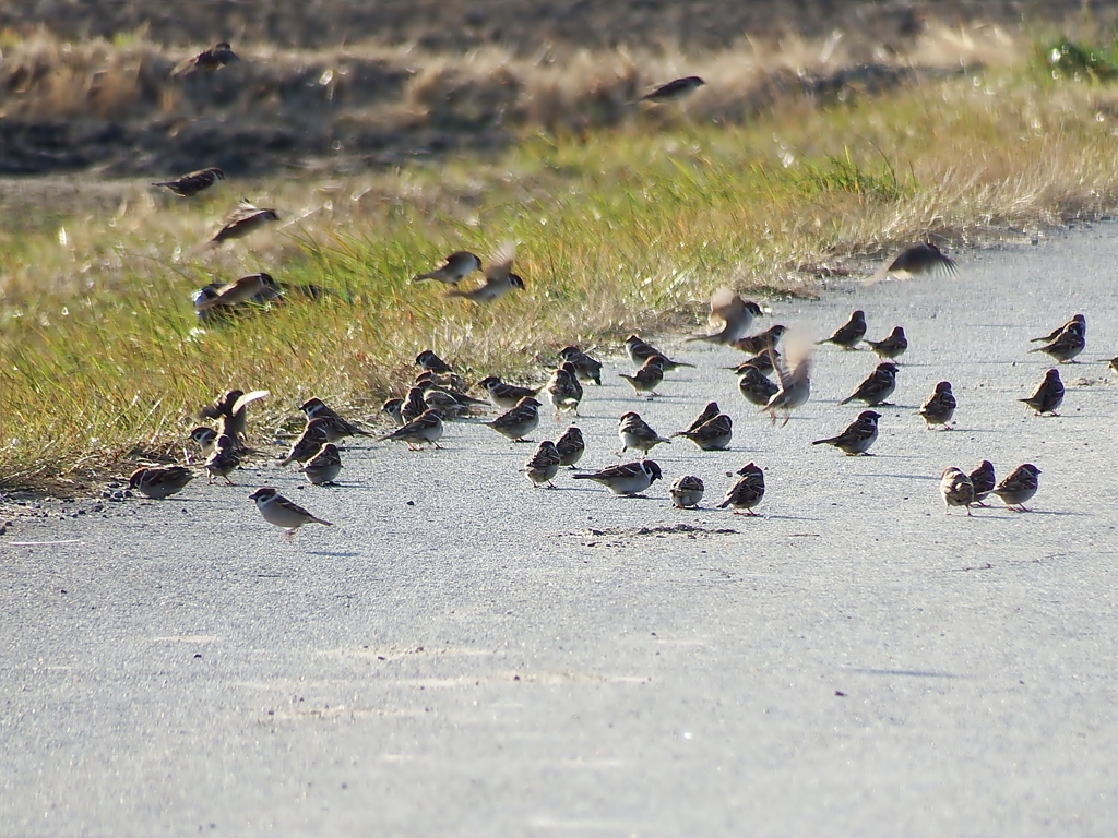 道端すずめ