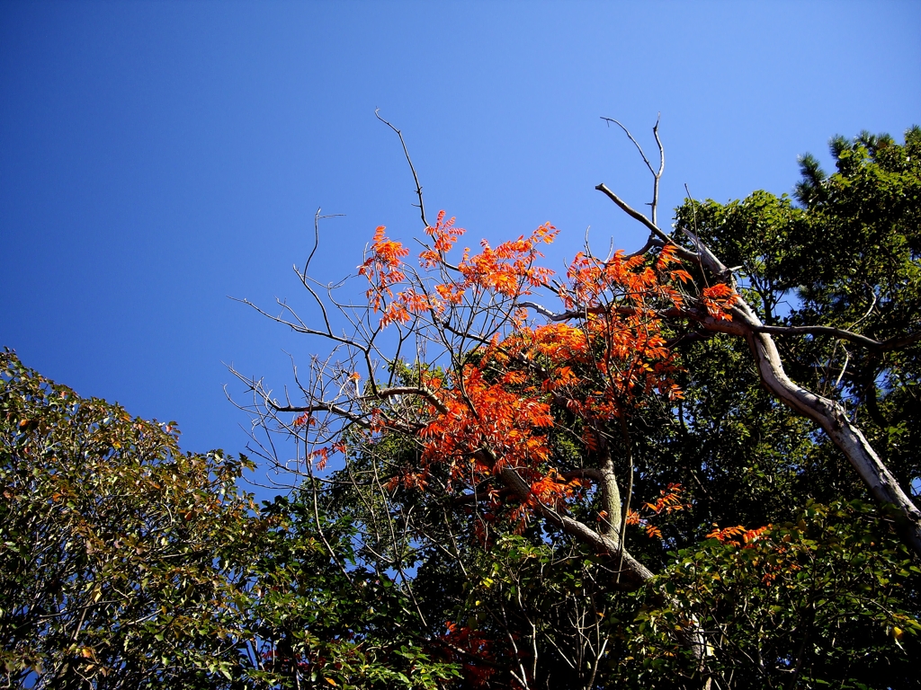 紅葉