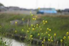 菜花咲くころ
