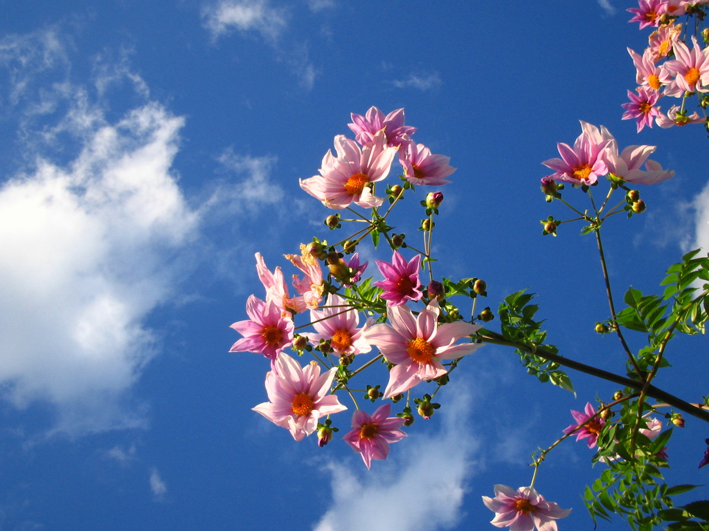 空と花