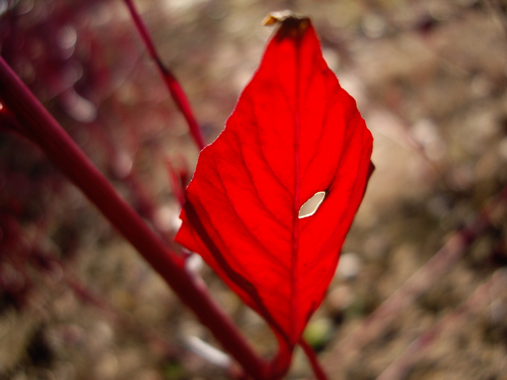 赤い葉