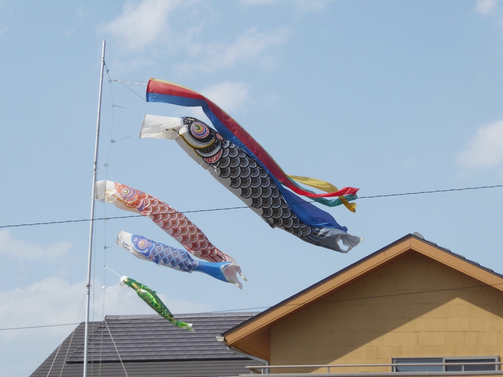 鯉のぼり