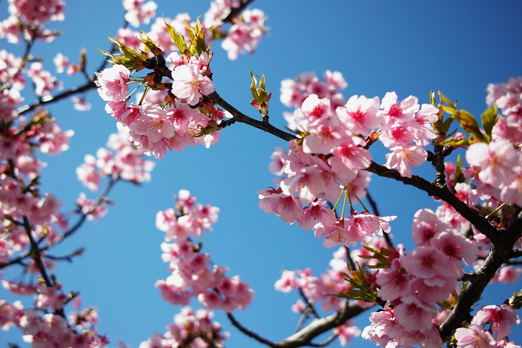 桜と空