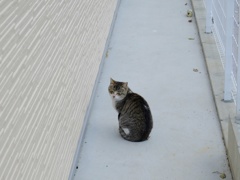 ポツリと