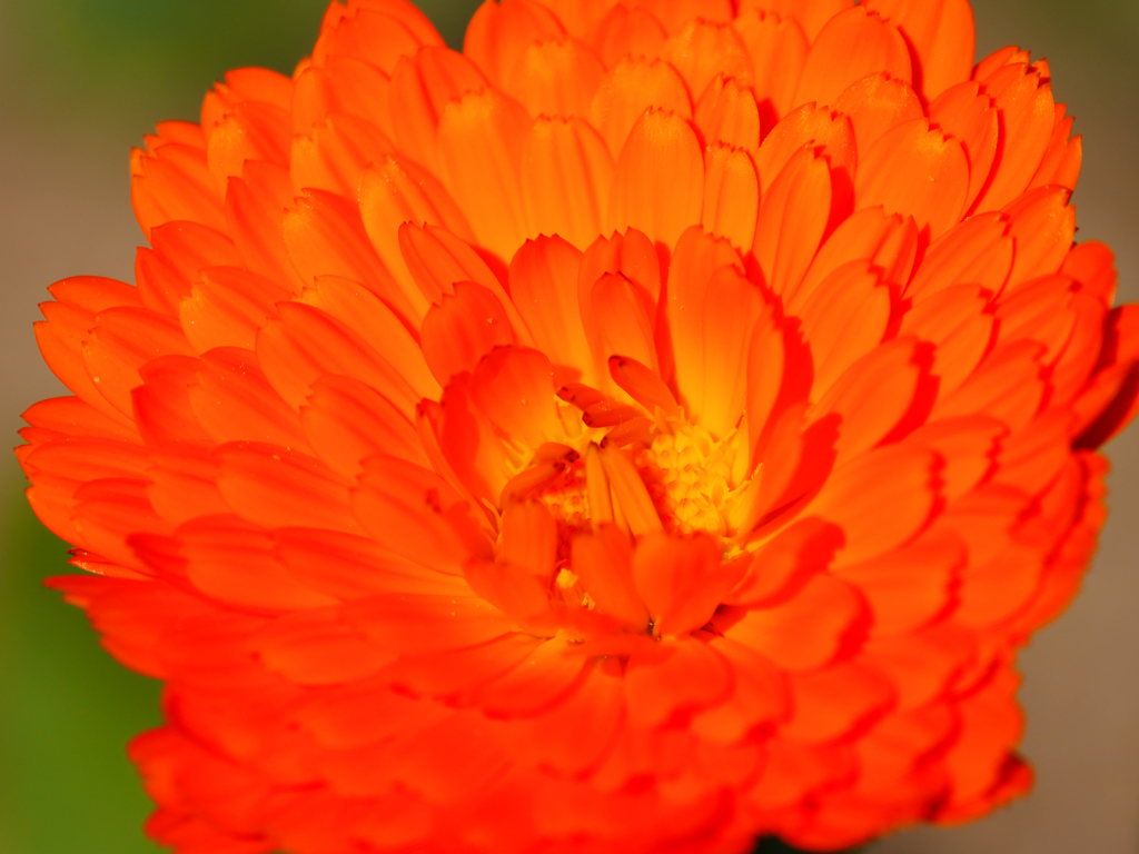 オレンジの花